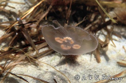 meduza - chełbia modra Aurelia aurita