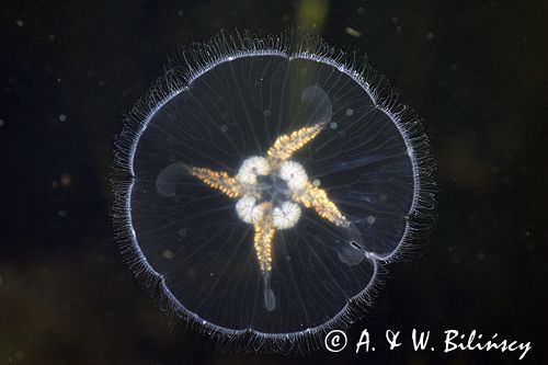 chełbia, meduza, Aurelia aurita
