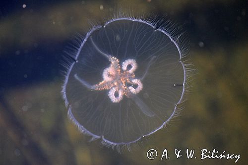 chełbia, meduza, Aurelia aurita