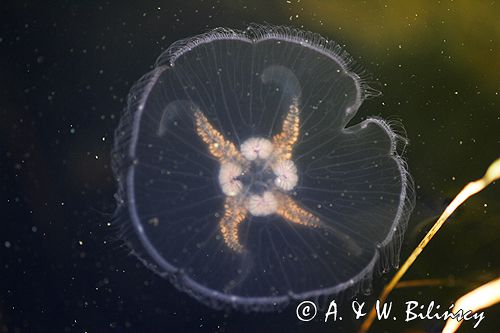chełbia, meduza, Aurelia aurita