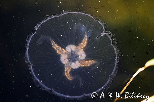 chełbia, meduza, Aurelia aurita