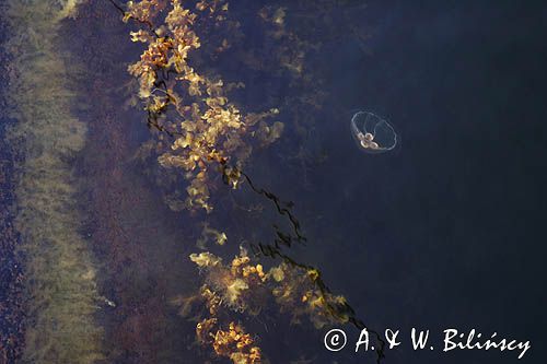 chełbia, meduza, Aurelia aurita