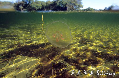 meduza - chełbia modra Aurelia aurita