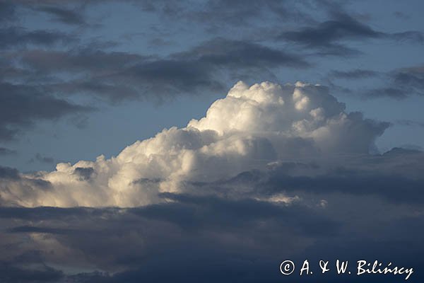 Chmury, niebo, cumulus, cumulonimbus