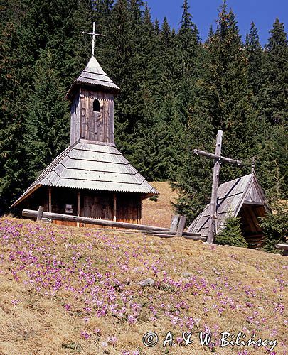 Tatry Kaplica i krokusy na Polanie Chochołowskiej, Crocus scepusiensi, Krokus spiski, szafran spiski