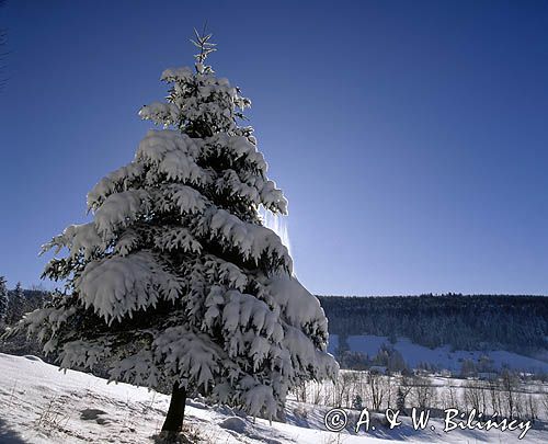 Bieszczady choinka świerk