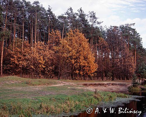 Chojnowski Park Krajobrazowy, rezerwat Skarpa Oborska