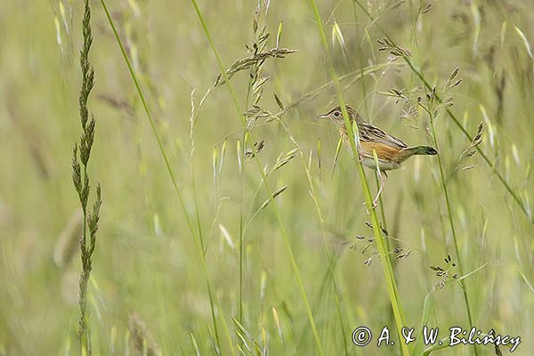 Chwastówka zwyczajna, chwastówka, Cisticola juncidis, Asturia, Hiszpania