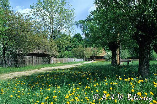 Ciechanowiec, skansen, mlecze i wierzby, chata