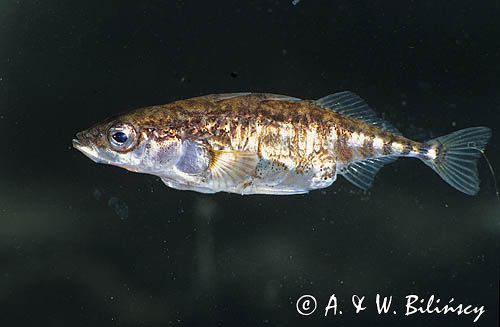 ciernik Gasterosteus aculeatus)