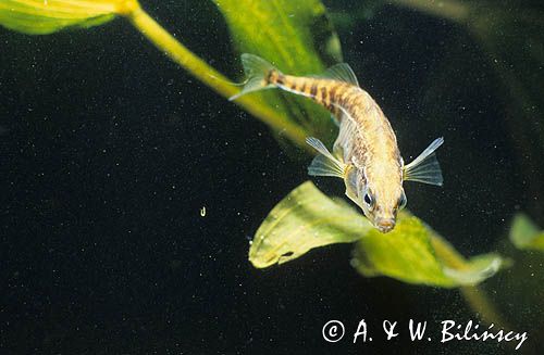 ciernik Gasterosteus aculeatus)