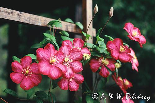 klematis powojnik clematis