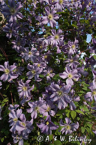 Clematis z grupy Viticella 'Prince Charles'