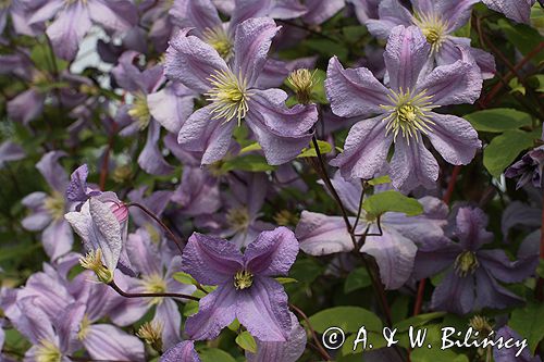 Clematis z grupy Viticella 'Prince Charles'