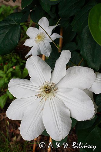 Clematis 'Madame le Coultre'