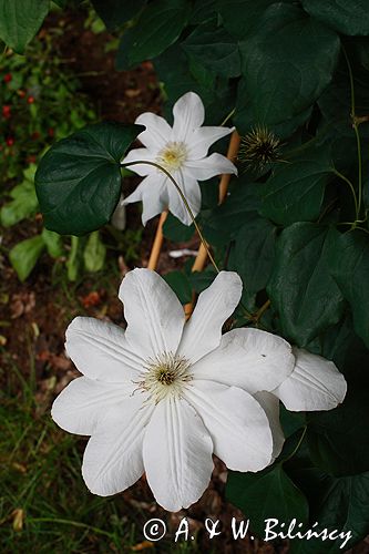 Clematis 'Madame le Coultre'