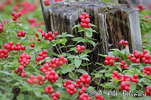 Cornus canadensis, dereń kanadyjski, Finlandia