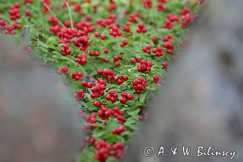 Cornus canadensis, dereń kanadyjski, Finlandia