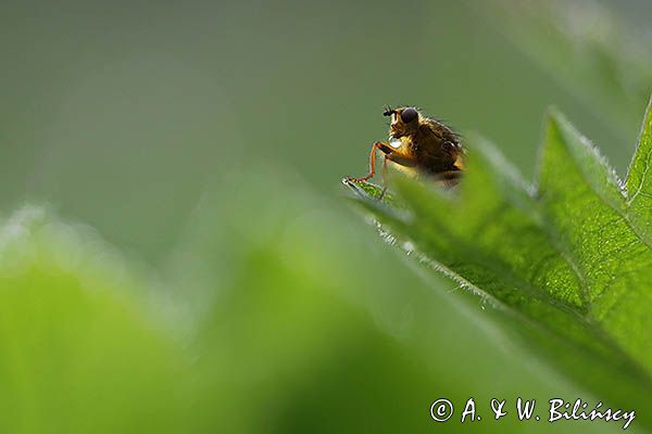 Cuchna nawozowa, Scathophaga stercoraria
