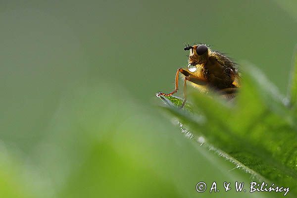 Cuchna nawozowa, Scathophaga stercoraria z kroplą