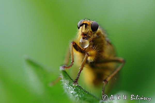 Cuchna nawozowa, Scathophaga stercoraria