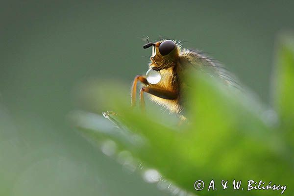 Cuchna nawozowa, Scathophaga stercoraria z kroplą