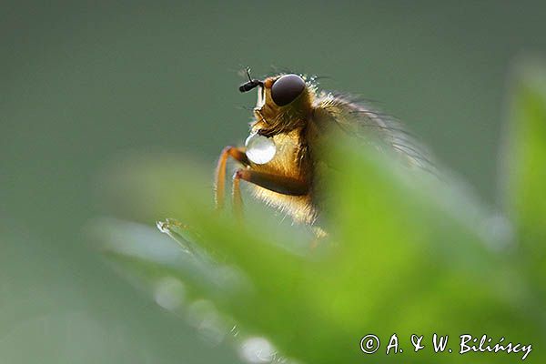 Cuchna nawozowa, Scathophaga stercoraria z kroplą