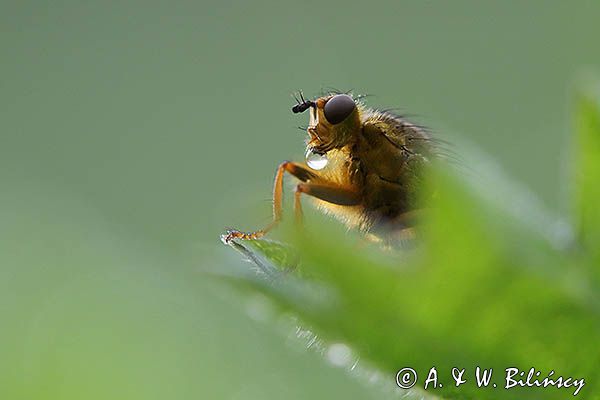 Cuchna nawozowa, Scathophaga stercoraria z kroplą