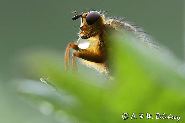 Cuchna nawozowa, Scathophaga stercoraria z kroplą