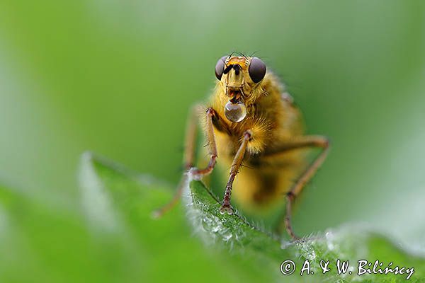 Cuchna nawozowa, Scathophaga stercoraria z kroplą