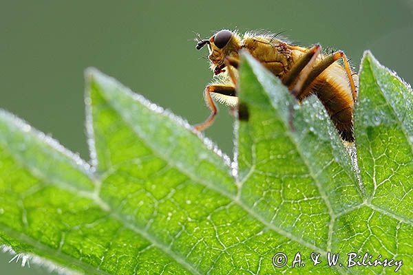 Cuchna nawozowa, Scathophaga stercoraria