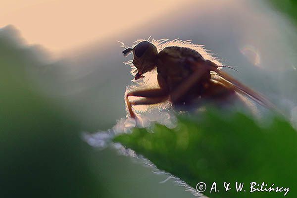Cuchna nawozowa, Scathophaga stercoraria
