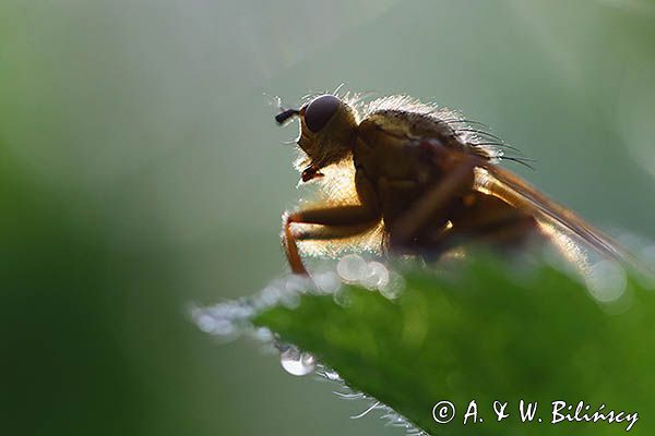 Cuchna nawozowa, Scathophaga stercoraria