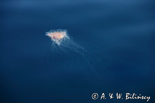 Bełtwa włosiennik, bełtwa festonowa, Cyanea capillata, Skagerrak