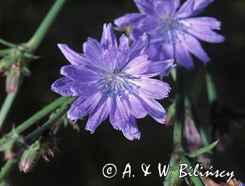 cykoria podróżnik Cichorium intybus)