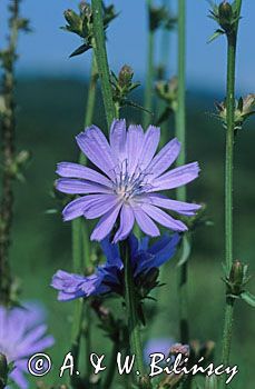 cykoria podróżnik Cichorium intybus)