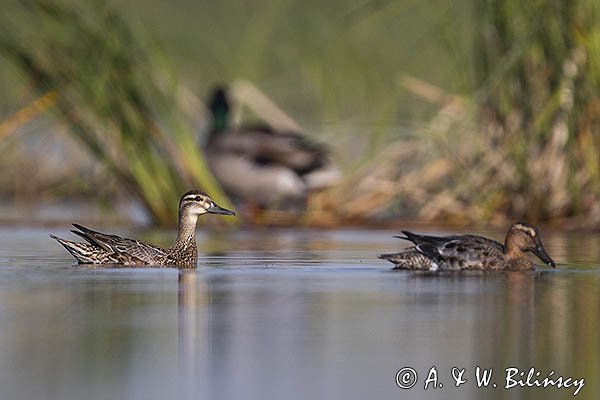Cyranka zwyczajna, cyranka, Spatula querquedula, samica, para