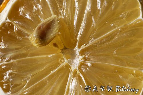 Pestka cytryny zwyczajnej Citrus limon L.) Burm.)