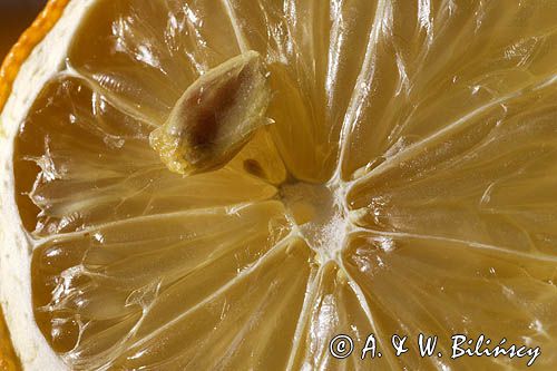 Pestka cytryny zwyczajnej Citrus limon L.) Burm.)