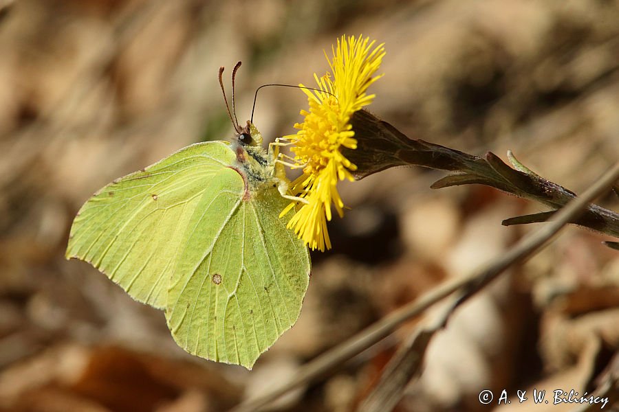 Podbiał pospolity, Tussilago farfara i cytrynek, Gonepteryx rhamni