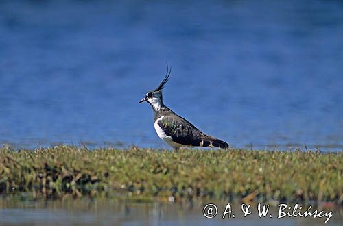 czajka vanellus vanellus