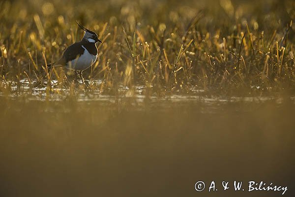 Czajka, Vanellus vanellus
