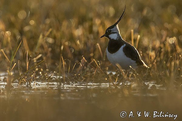 Czajka, Vanellus vanellus