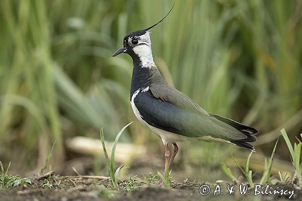 Czajka, Vanellus vanellus