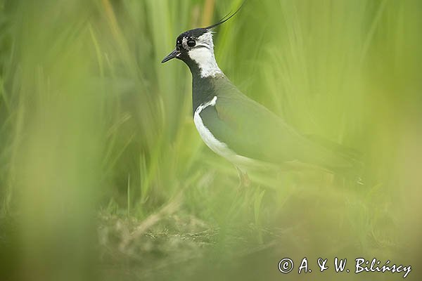 Czajka, Vanellus vanellus
