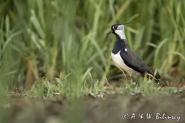 Czajka, Vanellus vanellus