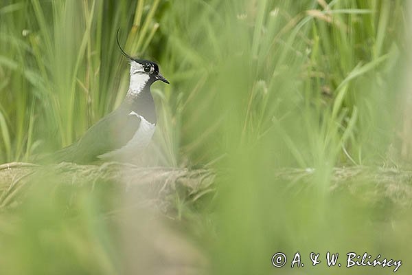 Czajka, Vanellus vanellus