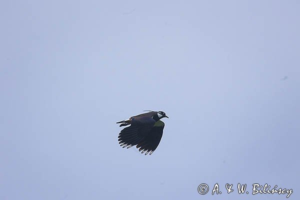 Czajka, Vanellus vanellus