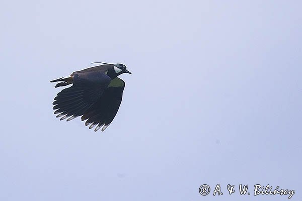 Czajka, Vanellus vanellus