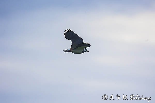Czajka, Vanellus vanellus